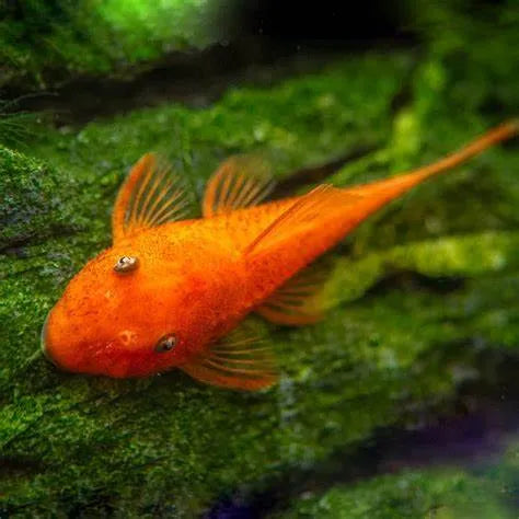 SUPER RED BRISTLENOSE