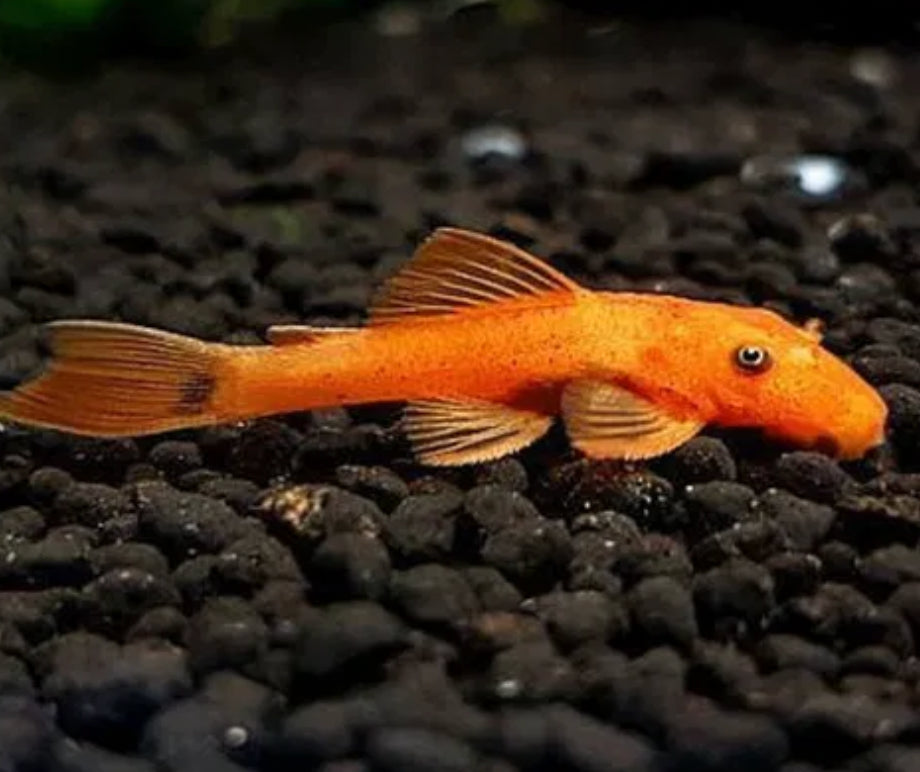 SUPER RED BRISTLENOSE