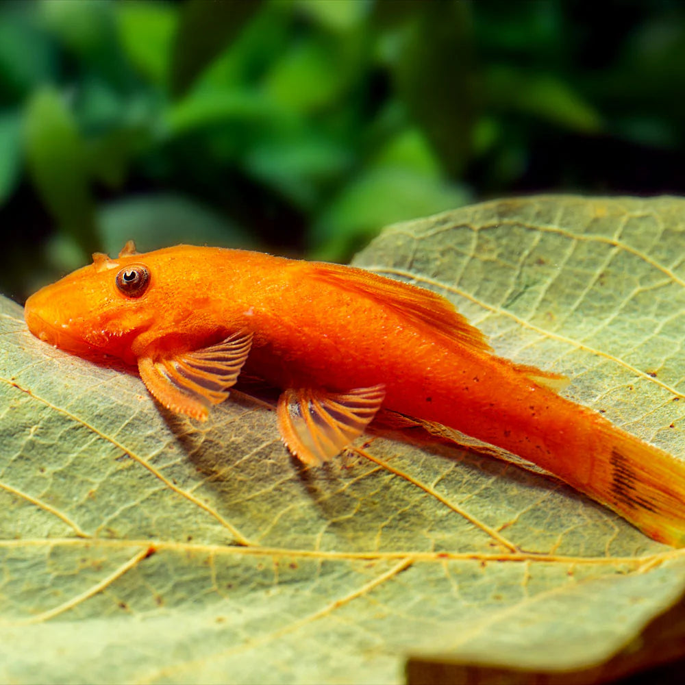 SUPER RED BRISTLENOSE