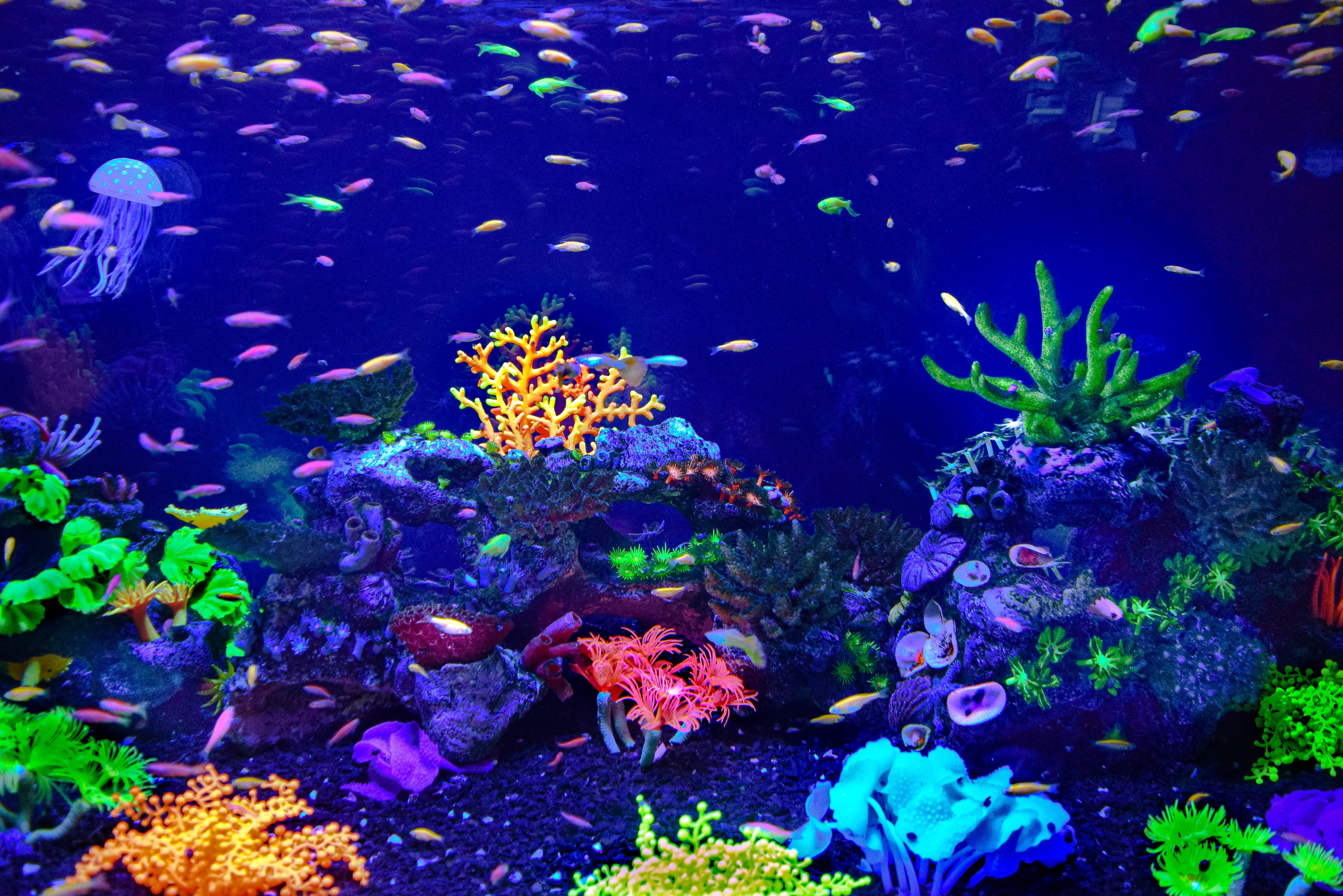 Aquarium shop outlet online