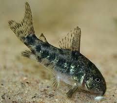 Peppered Corydora Catfish