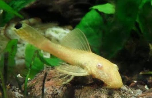 Albino Bristlenose Catfish