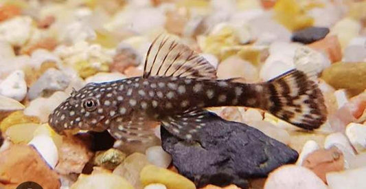 Common Bristlenose Catfish